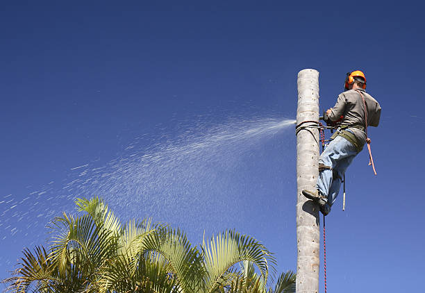 How Our Tree Care Process Works  in  Sea Isle City, NJ