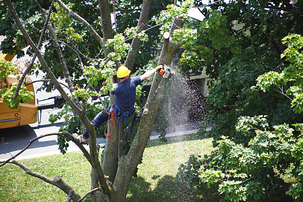 Reliable Sea Isle City, NJ Tree Care Solutions