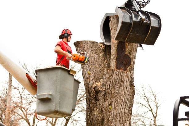 Sea Isle City, NJ Tree Care Company